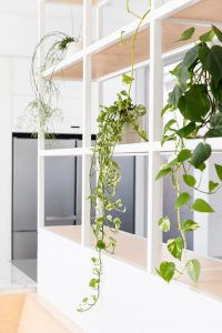 ASCENDING COURTYARD HOUSE PHOTO KITCHEN SHELF CLOSEUP